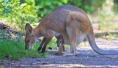 kangaroo cleats